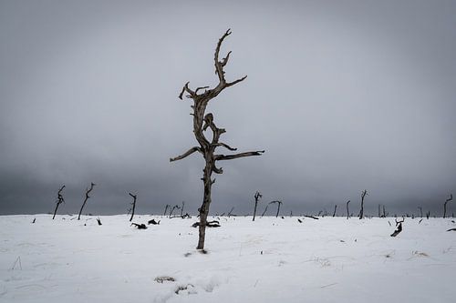 Noir Flohay in de winter