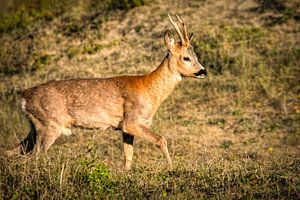 Ree im Naturschutzgebiet Rockanje von Marjolein van Middelkoop