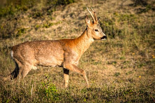 Ree in nature reserve Rockanje