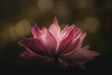 Pink flower beauty by Sandra Hazes
