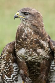 Buse (Buteo buteo) sur Ronald Pol