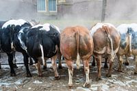 Cattle backs