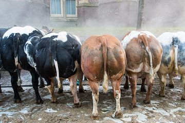 Cattle backs von Erika Schouten