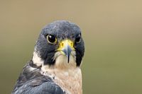 Peregrine Falcon