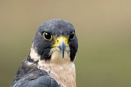 Wanderfalke von Jan van Vreede