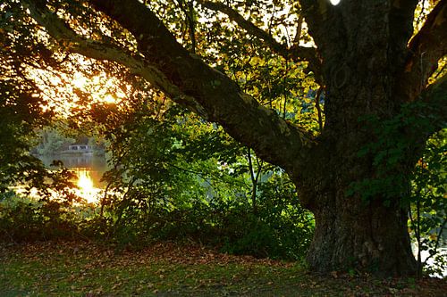 Baum bei Sonnentergang