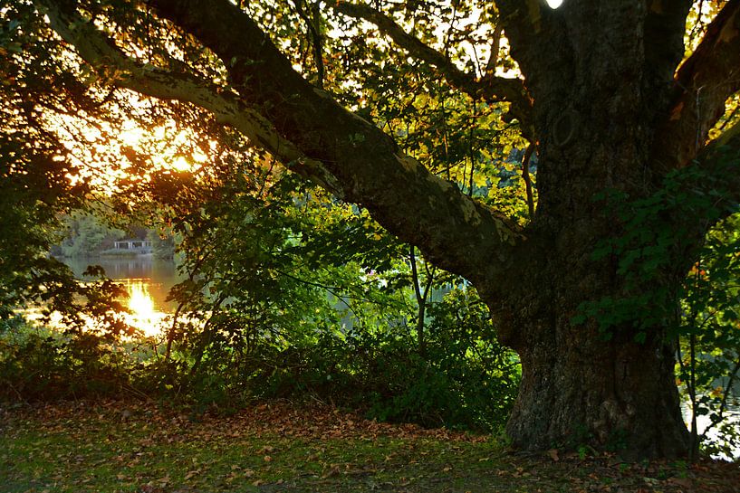 Baum bei Sonnentergang van Edgar Schermaul