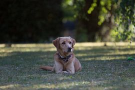 Dog sitting in grass