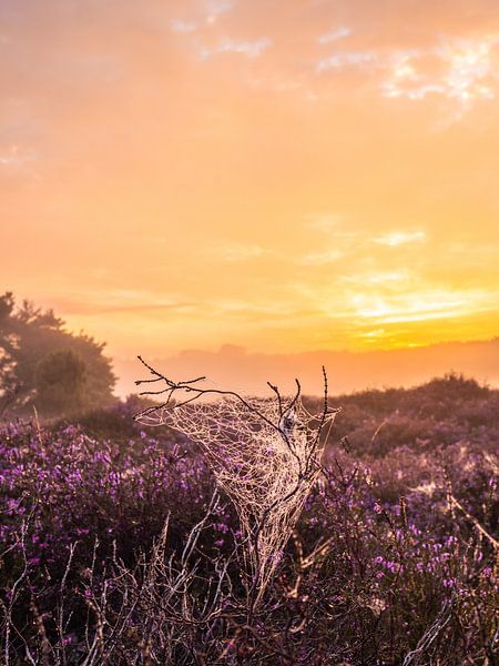 spider in the moor by snippefotografie