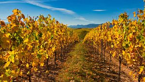 Herbst in den Weinbergen des Elsass
