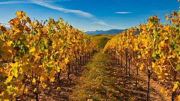 Herbst in den Weinbergen des Elsass von Tanja Voigt