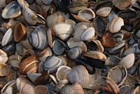 Schelpen op het strand