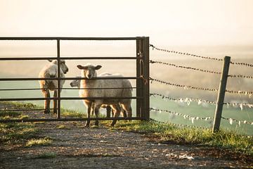 Schafe im Morgennebel van Annette Sturm