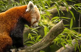 Nahaufnahme Kleiner roter Panda auf einem Zweig mit Bambusblättern von Wildlife Designs