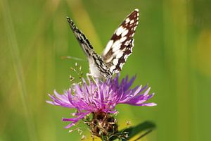Dambordje (Melanargia galathea)