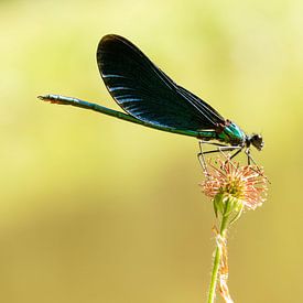 Heidelibelle mit dunklen Flügeln auf Blüte von Marc Molenaar