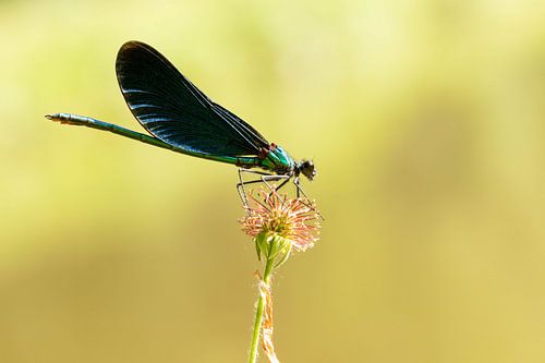 Woodland damselfly with dark wings on flower