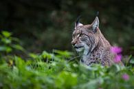 Lynx van Hermen van Laar thumbnail