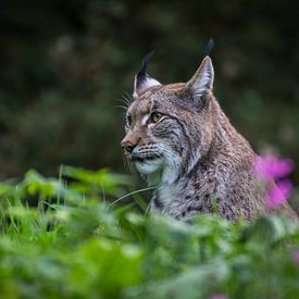 Lynx by Hermen van Laar
