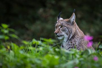 Luchs von Hermen van Laar