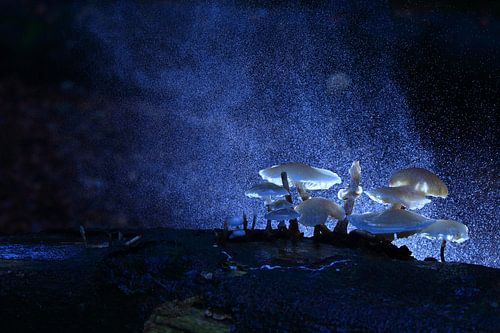 Mysterieuze paddenstoelen