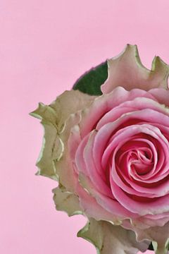 Foto van een roze roos. van Therese Brals