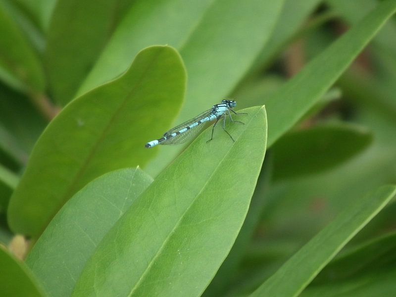 Libelle by Elja Hilboesen