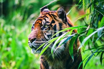 Close-up van een  Sumatraanse tijger in de jungle van Chihong