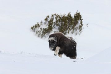 Muskusossenkalf in de winter in Dovrefjell-Sunndalsfjella Nationaal Park Noorwegen van Frank Fichtmüller