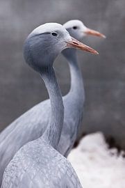 Blue crane graceful bird close up, thin long neck, beautiful head on a blurred background the second by Michael Semenov