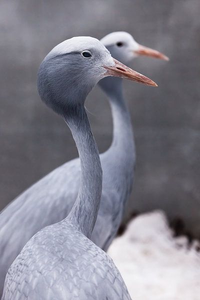 Blauer Kranich anmutiger Vogel in Nahaufnahme, dünner langer Hals, schöner Kopf auf verschwommenem H von Michael Semenov