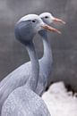 Blauer Kranich anmutiger Vogel in Nahaufnahme, dünner langer Hals, schöner Kopf auf verschwommenem H von Michael Semenov Miniaturansicht