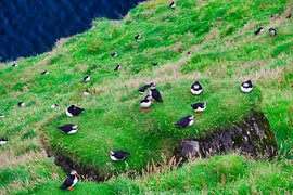 Macareux moines d'Islande aux îles Vestmannaeyjar (îles Westman) sur Steve Kitzmann