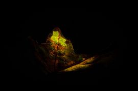 herfstblad by Annelien van der Heide