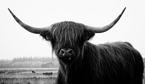 Schottischer Highlander ist wachsam