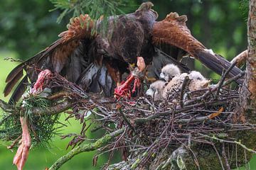 Jonge Woestijnbuizerd met volwassen Woestijnbuizerd van Loek Lobel