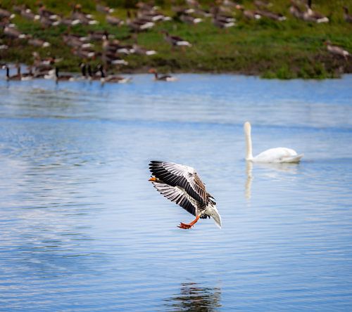 Grauwe gans landend boven de Altmühlsee