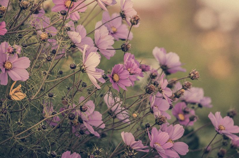 Détail en bordure florale rose par Annemarie van der Hilst