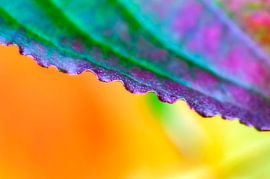 Colorful detail of an autumn leaf by Anouschka Hendriks