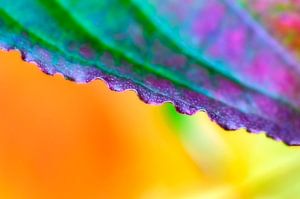 Détail coloré d'une feuille d'automne