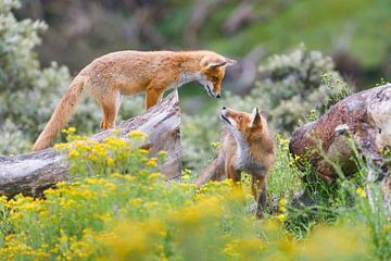 red foxes by Pim Leijen