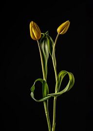 Freunde fürs Leben von Yvonne Van Hijum