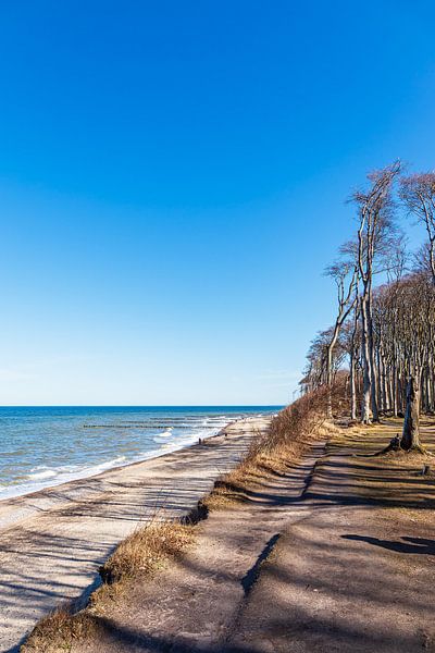 Gespensterwald an der Ostseeküste bei Nienhagen von Rico Ködder
