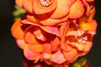 Freesia 