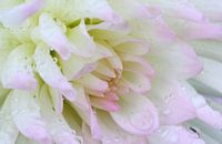 Chrysanthemen