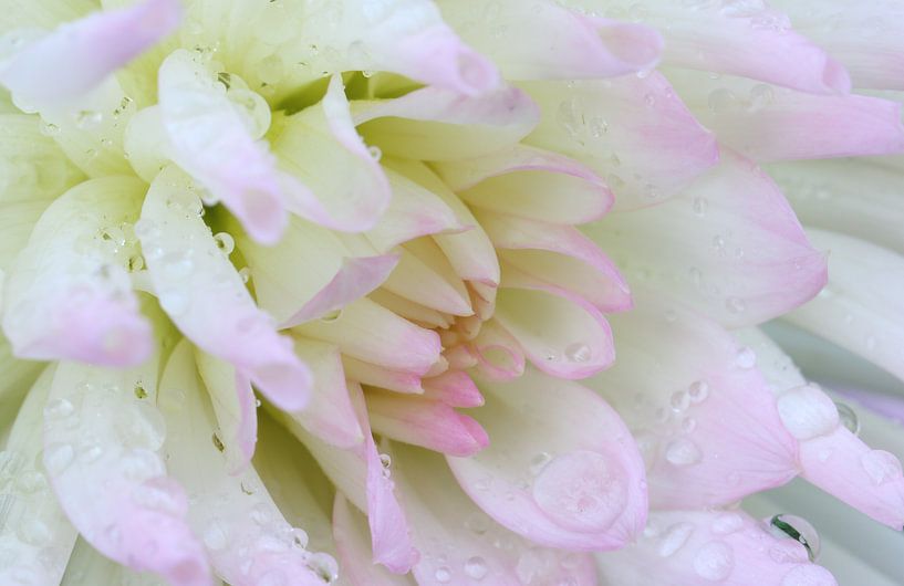 Chrysanthemen von Riegler klaus