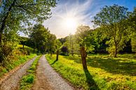 Zomerlandschap van Günter Albers thumbnail