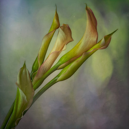 Lilies