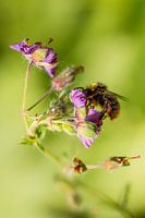Abeille sur une fleur