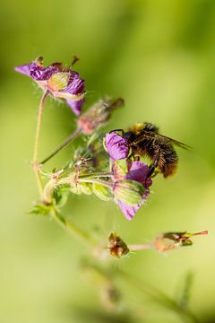 Biene auf Blüte von KiekLau! Fotografie